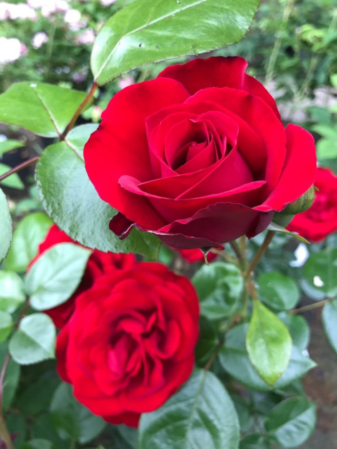 Rosa Dublin Bay ROSES PLANTS Springmount Garden Centre